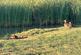 Additional image 20 of Steeple Bay Holiday Park – Essex