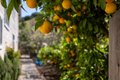 Additional image 35 of 17554 Sugarmill Rd, Salinas, CA, 93908