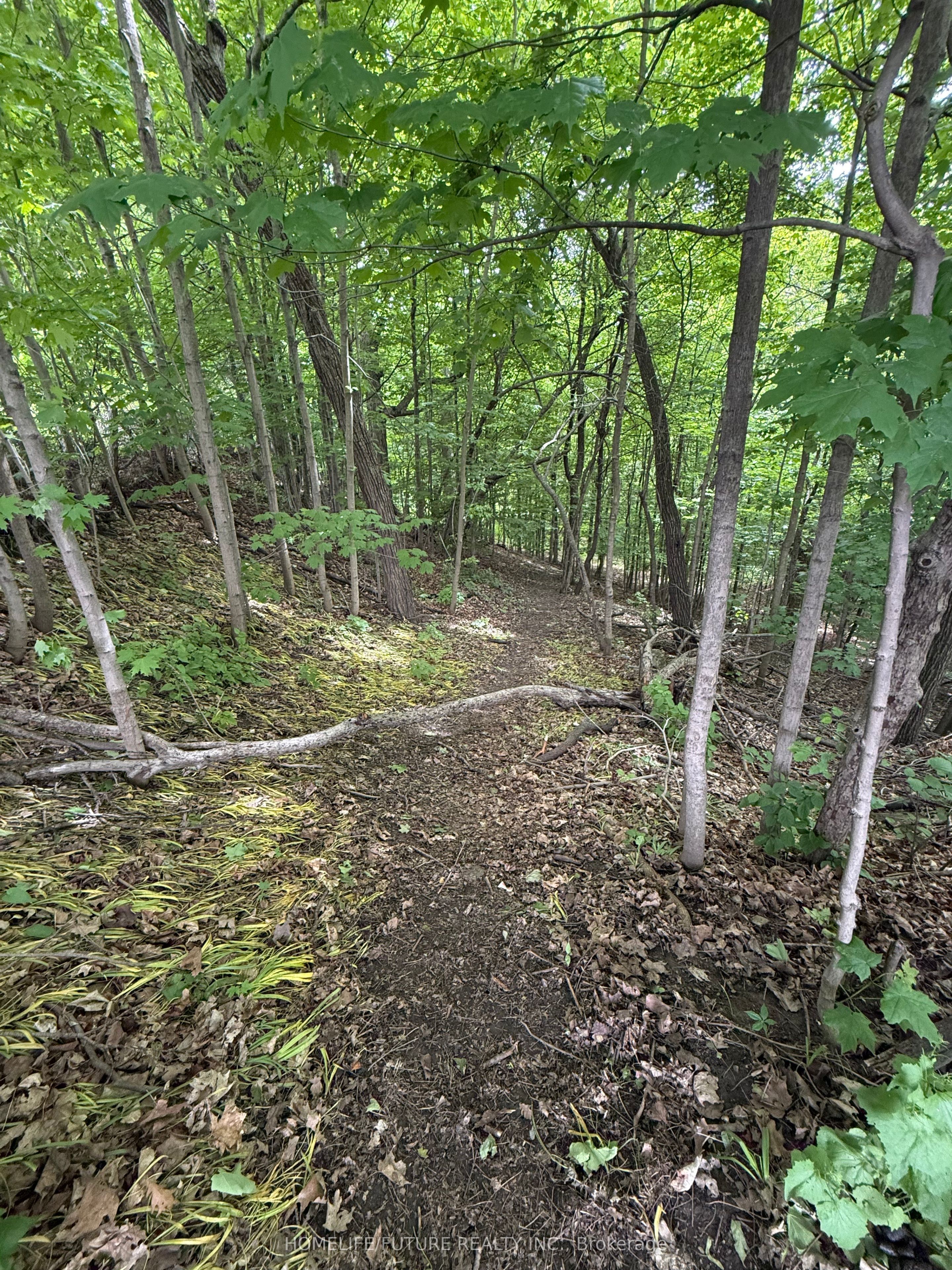 Additional image 4 of 31 Maple Bush Avenue, Toronto, ON, M9N 1S7