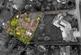 Additional image 27 of Broadwood Drive Colwall Malvern, Worcestershire, WR13 6QD