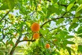 Additional image 39 of 6907 Auburn Blvd, Citrus Heights, CA, 95621