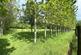 Additional image 23 of North Petherwin, Launceston, Cornwall, PL15