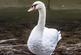 Additional image 54 of Swan Island,  Strawberry Vale, Twickenham TW1