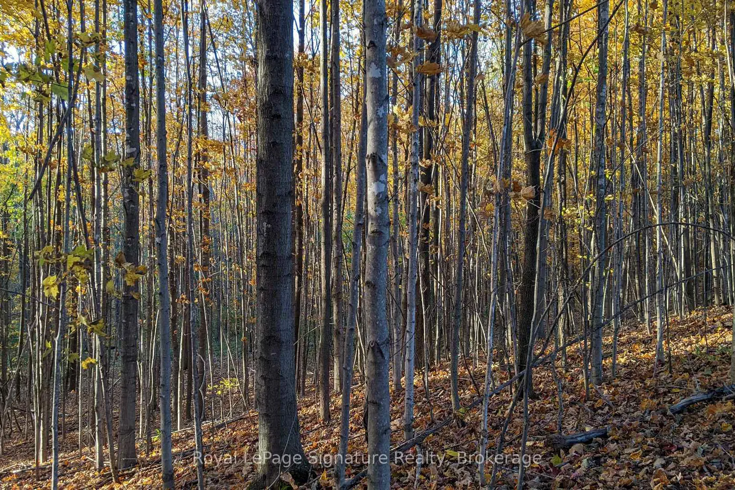 Additional image 15 of 807035 25Th Side Road