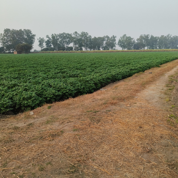 Additional image 2 of Doraha, Ludhiana