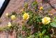 Additional image 23 of Hamman Drive, Knutsford, WA16