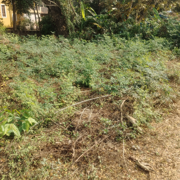 Paroda, Goa