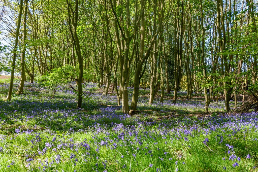 Additional image 2 of Land for saleGlebe Farm | Lot 1, Oxcombe Road, Belchford, Horncastle LN9