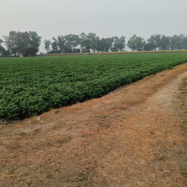 Doraha, Ludhiana