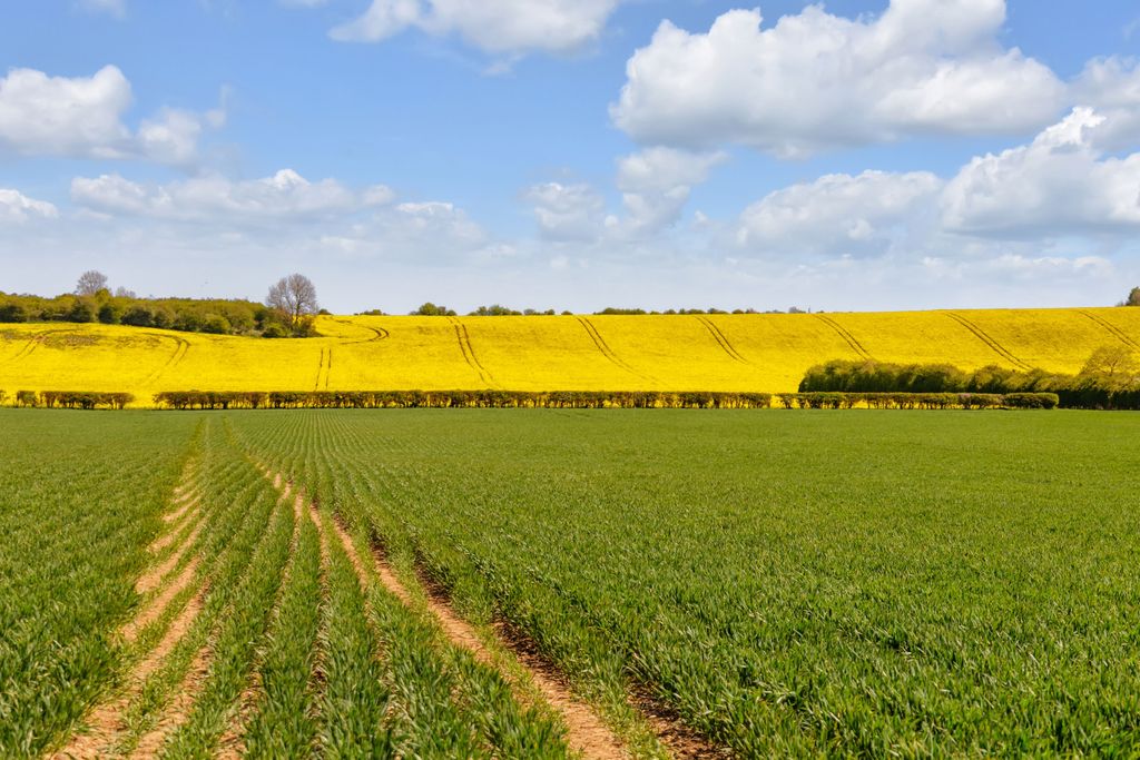 Additional image 14 of Land for saleGlebe Farm | Whole, Oxcombe Road, Belchford, Horncastle LN9