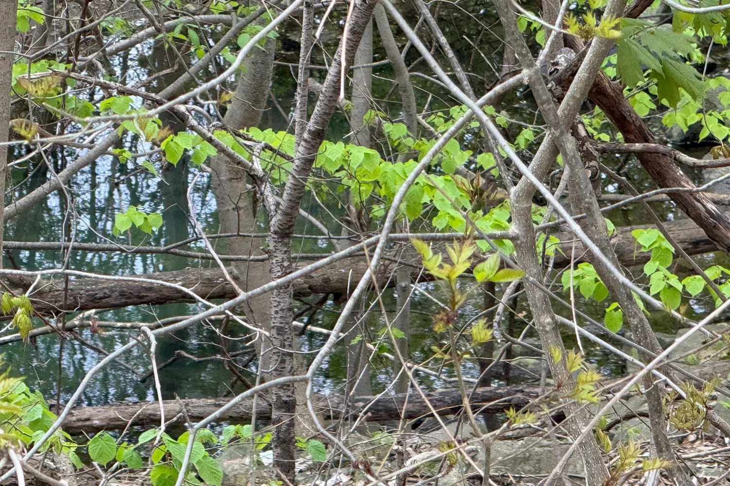 Additional image 12 of 442 Scenic Drive