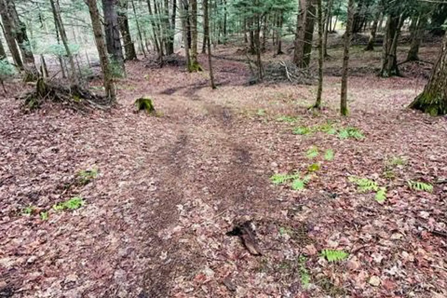 Additional image 17 of 1297 Hunter Creek Road