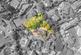 Additional image 18 of Lyme Regis, Dorset