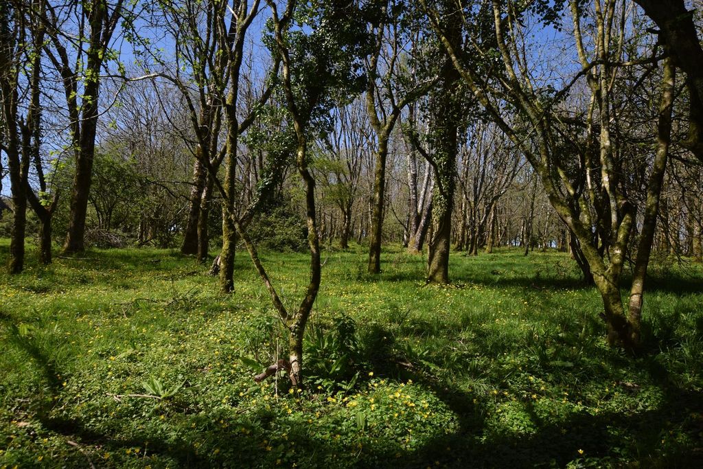Additional image 33 of Land for saleGlanrhyd, Cardigan SA43