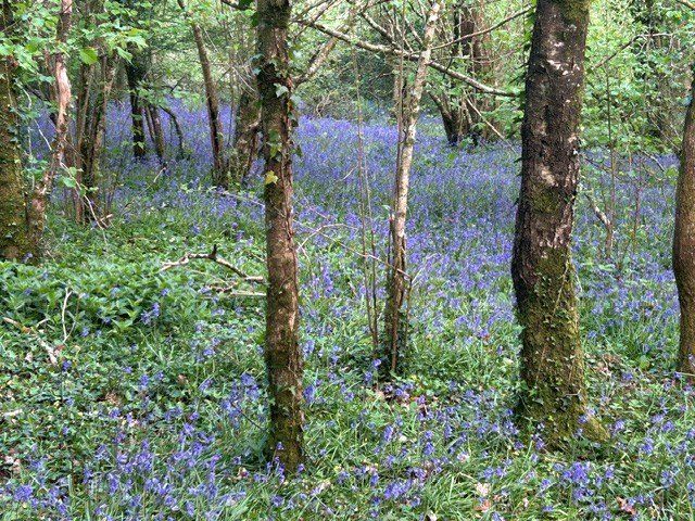 Additional image 3 of Land for saleLower Knappa - 10.35 Acres, Corymbia, Bickington, Newton Abbot TQ12