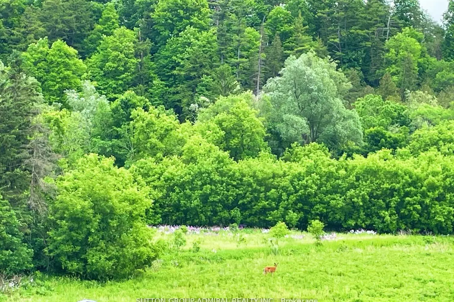 Additional image 19 of 196 Pine Grove Road 3