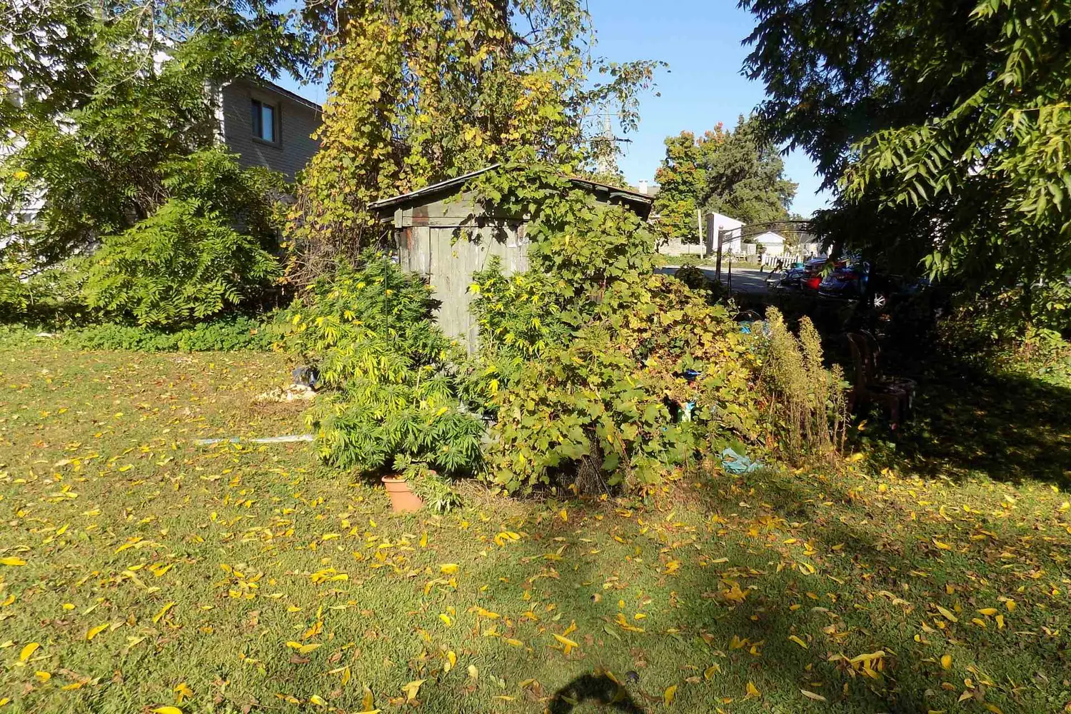 Additional image 8 of 59 Drummond Street