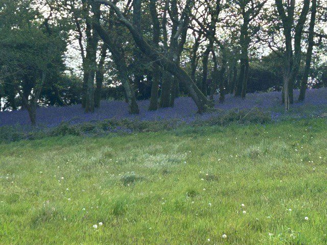 Additional image 11 of Land for saleLower Knappa - 10.35 Acres, Corymbia, Bickington, Newton Abbot TQ12