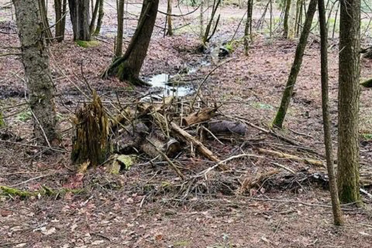 Additional image 19 of 1297 Hunter Creek Road