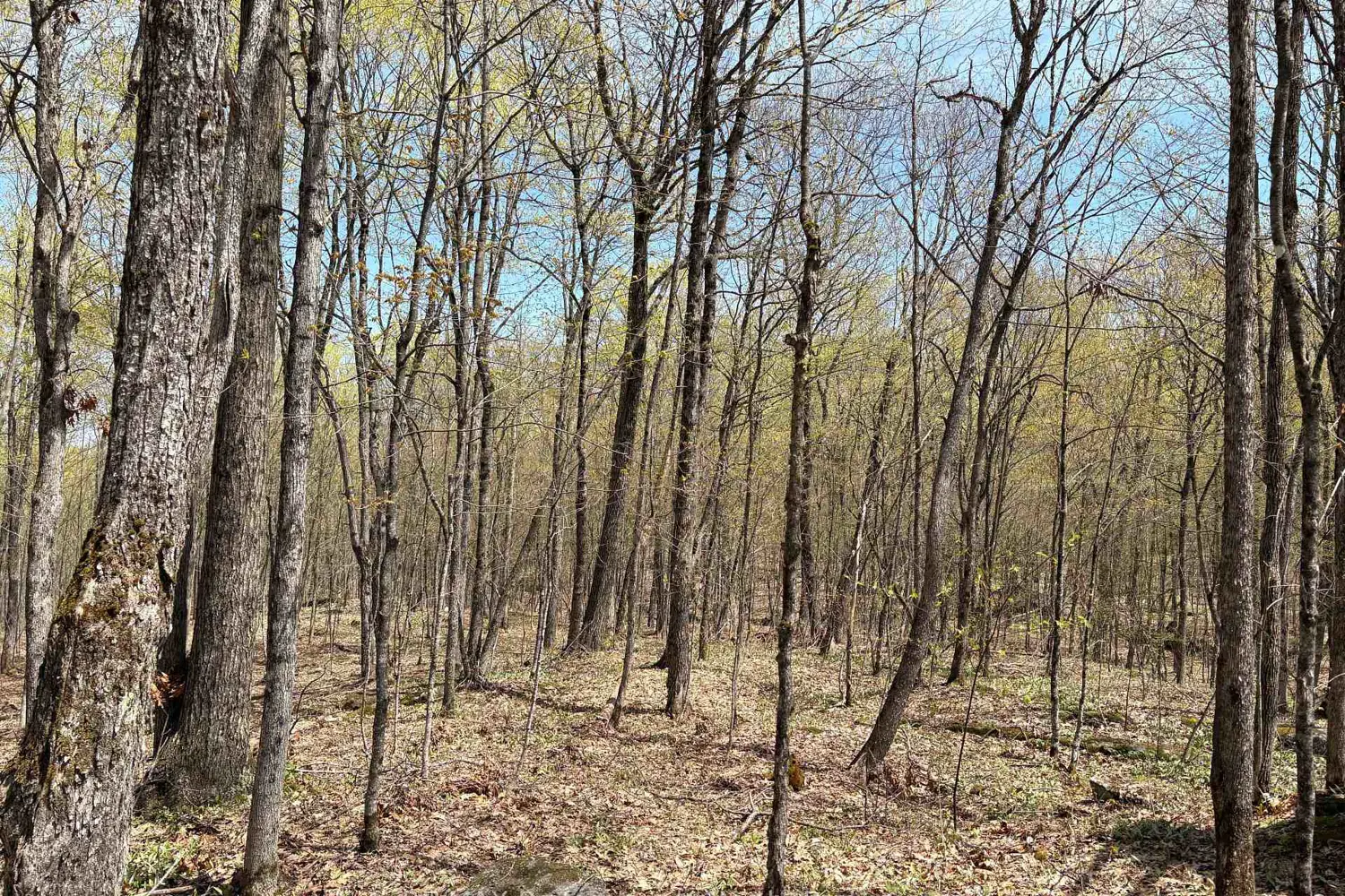 Additional image 4 of 2346 Kushog Lake Road