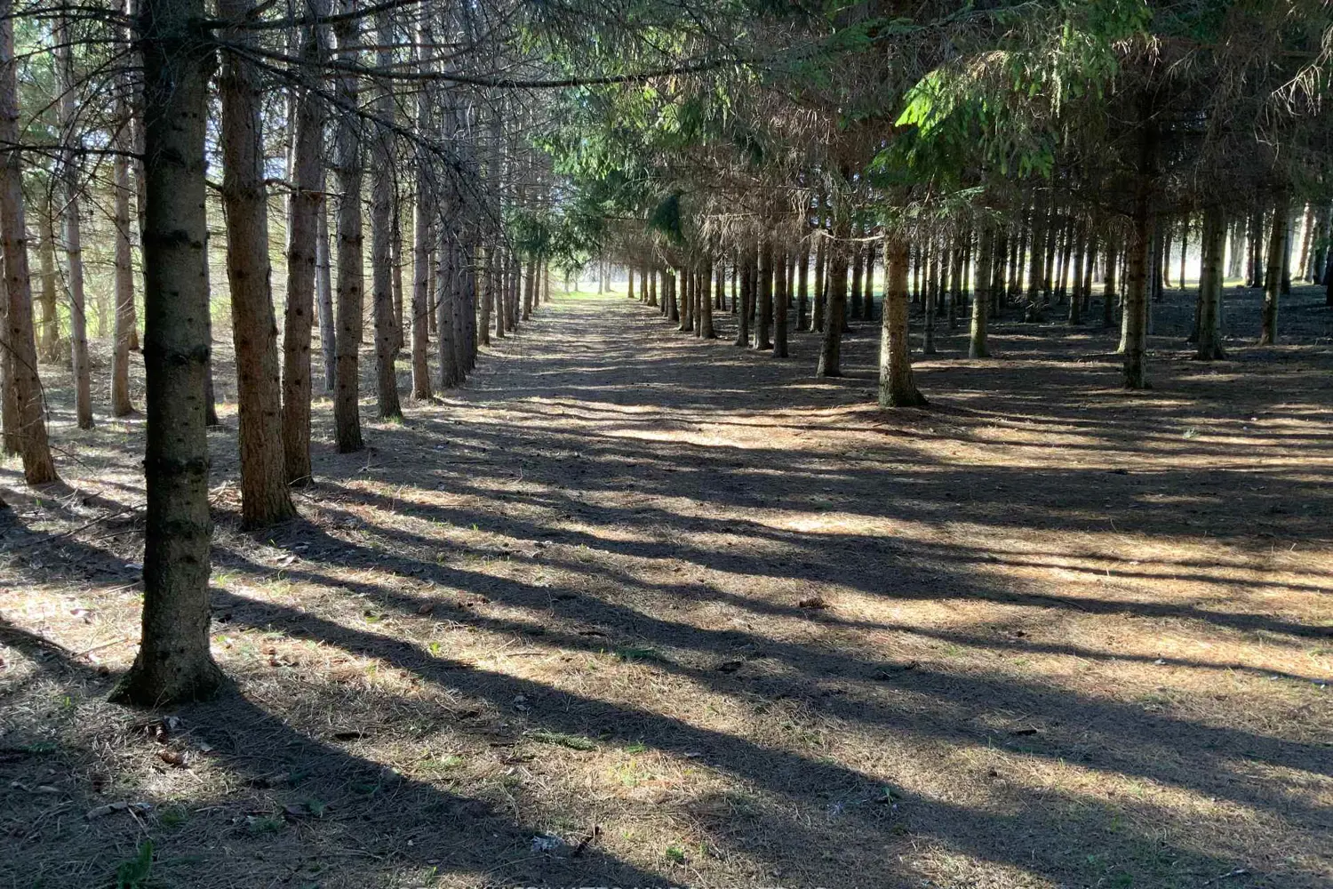 Additional image 10 of 19168 Kenyon Conc 1 Road