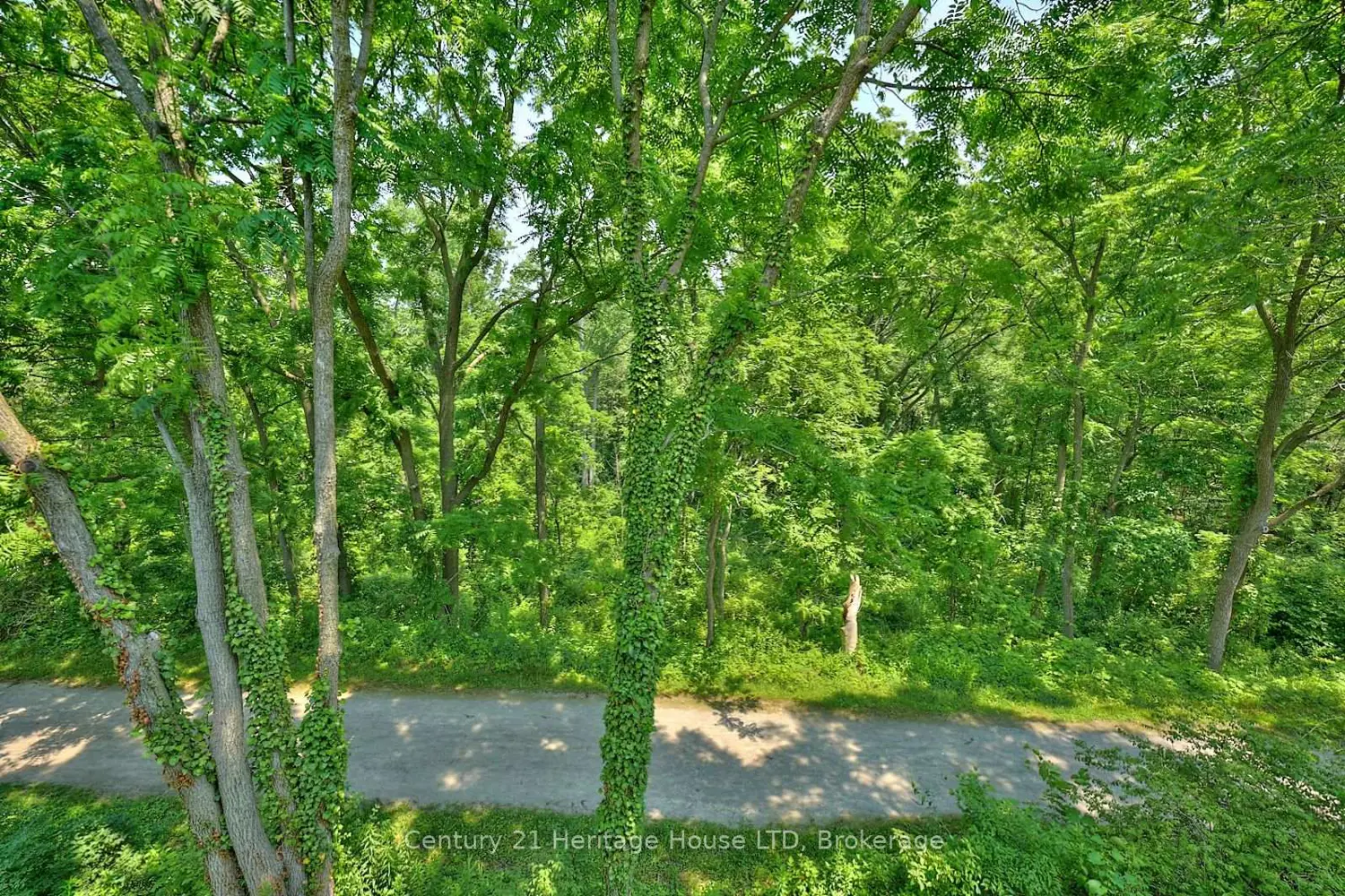Additional image 14 of 14 Tulip Tree Common