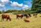 Additional image 9 of Poppinghole Lane, Robertsbridge