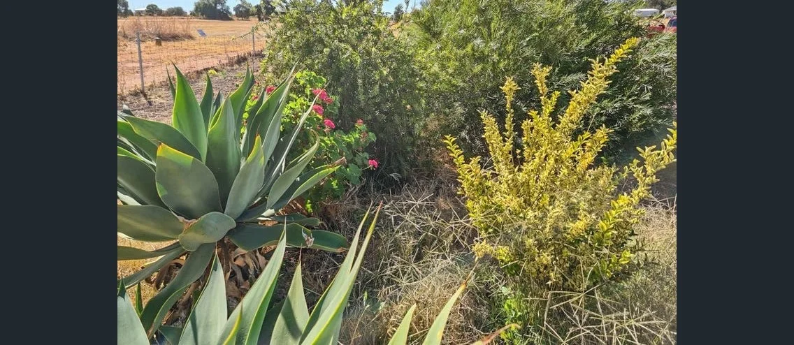 Additional image 10 of York WA 6302