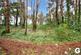 Additional image 18 of Conifer Close, St. Leonards, Ringwood, Hampshire, BH24
