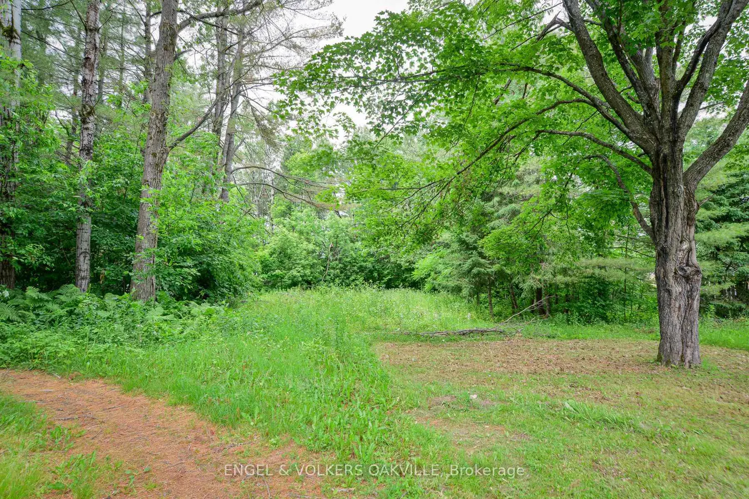 253 Maple Street photo 5