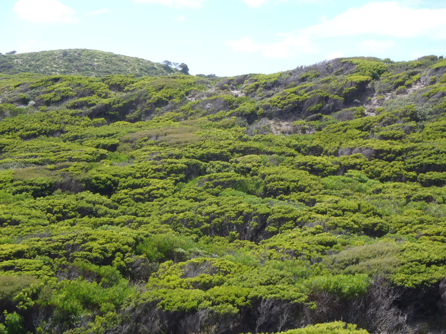 Additional image 5 of Nugara TAS 7256