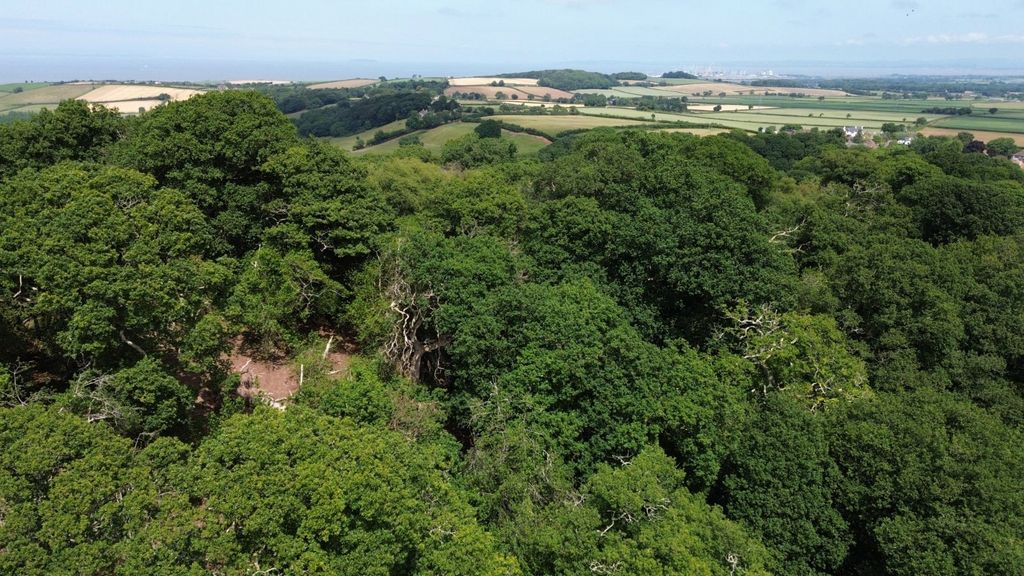 Additional image 9 of Land for saleHolford, Bridgwater, Somerset TA5