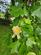 Additional image 85 of Glanolmarch Mansion, Llechryd, Cardigan, SA43