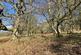 Vron Wood, Bettws-y-Crwyn, Beguildy LD7 photo 5