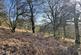 Vron Wood, Bettws-y-Crwyn, Beguildy LD7 photo 3