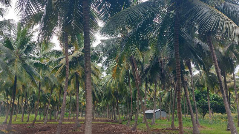 Pollachi, Coimbatore