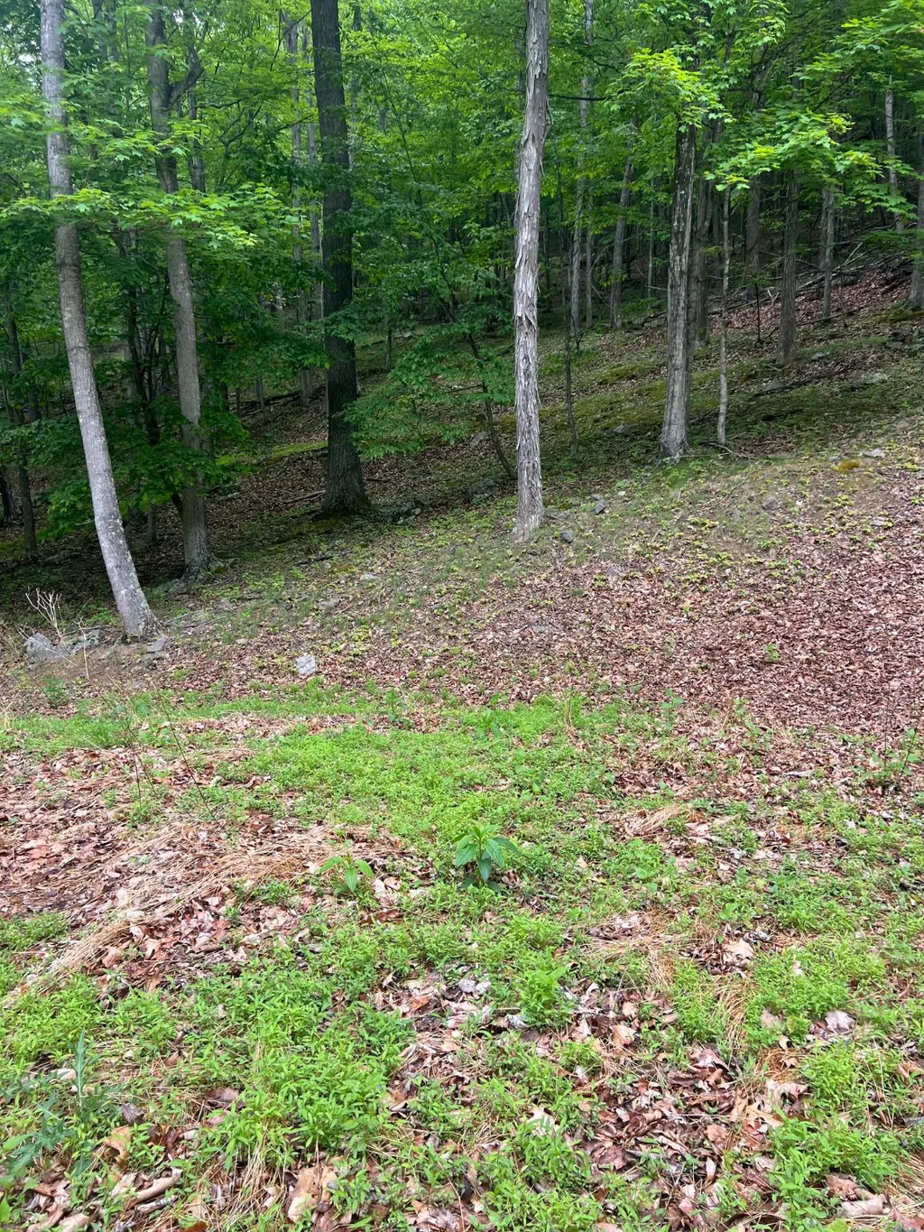 Edgar Lane, Upper Tract, WV 26866 photo 5