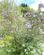 Additional image 14 of Cavendish Close, Thurston, Bury St. Edmunds, Suffolk, IP31