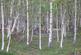Park Wood, Drumoak AB31 photo 3