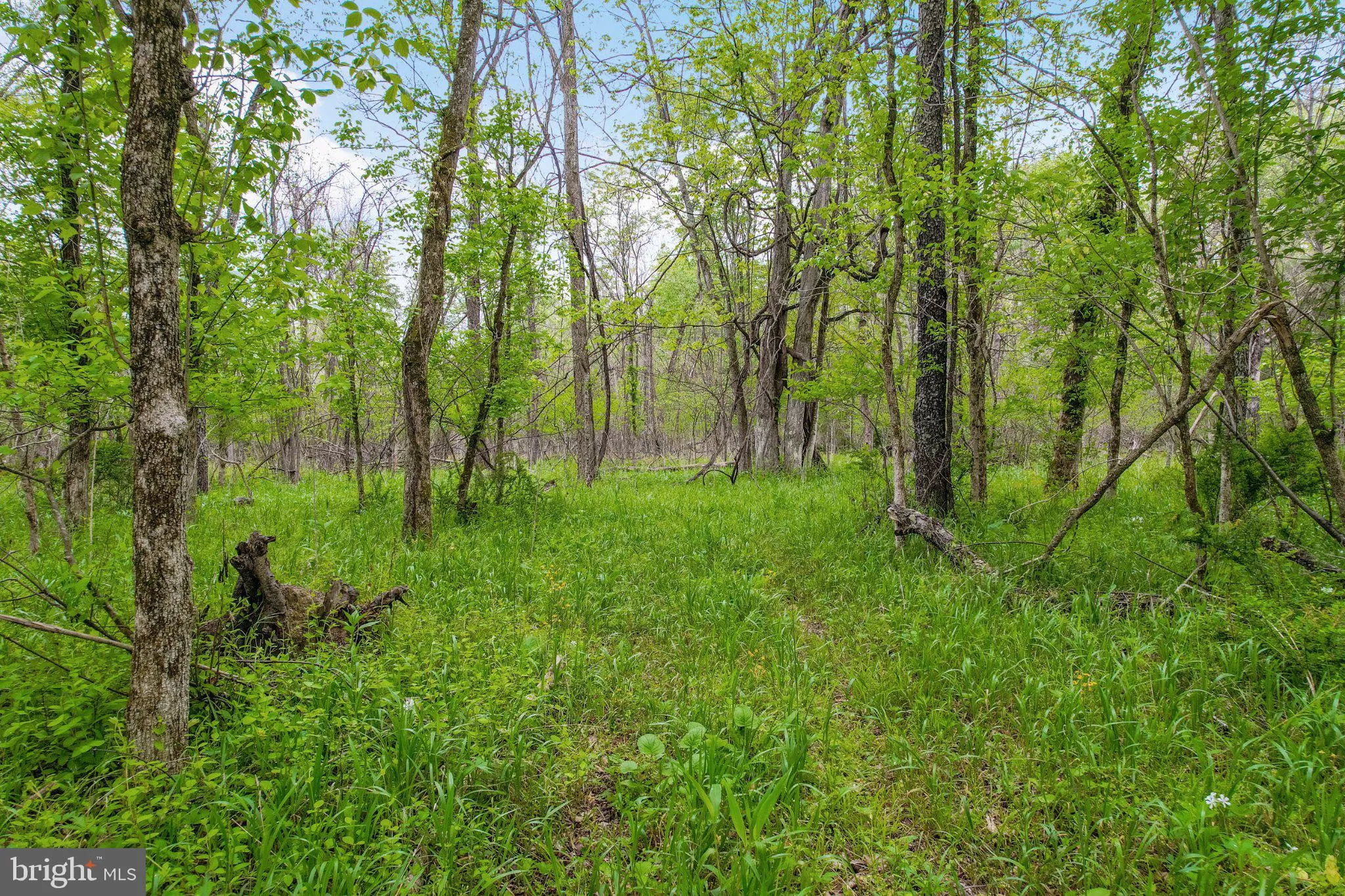 Additional image 22 of Bear Hill Road SE, Oldtown, MD 21555