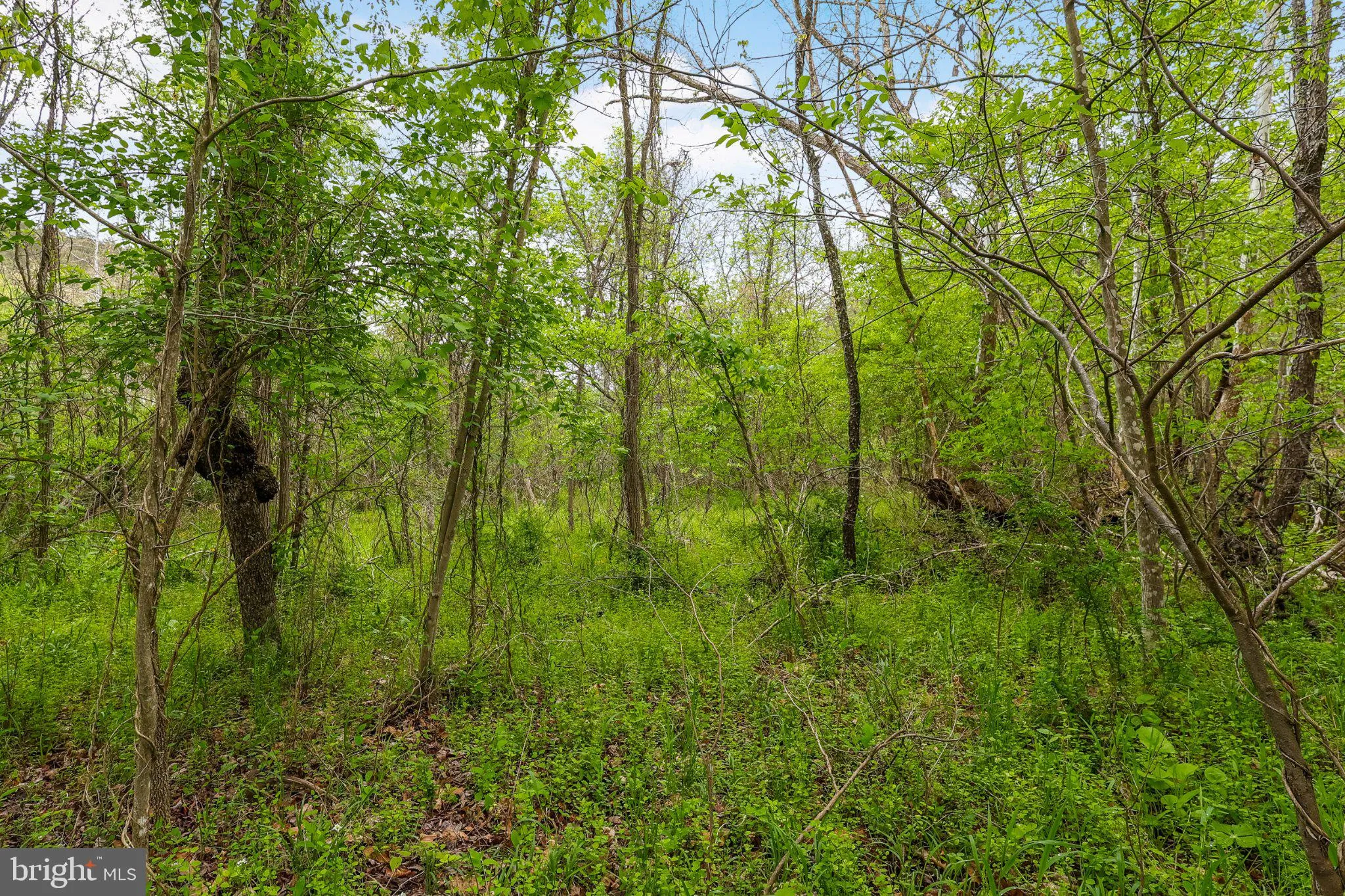 Additional image 24 of Bear Hill Road SE, Oldtown, MD 21555