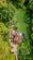 Additional image 50 of Birches Lane, Gomshall