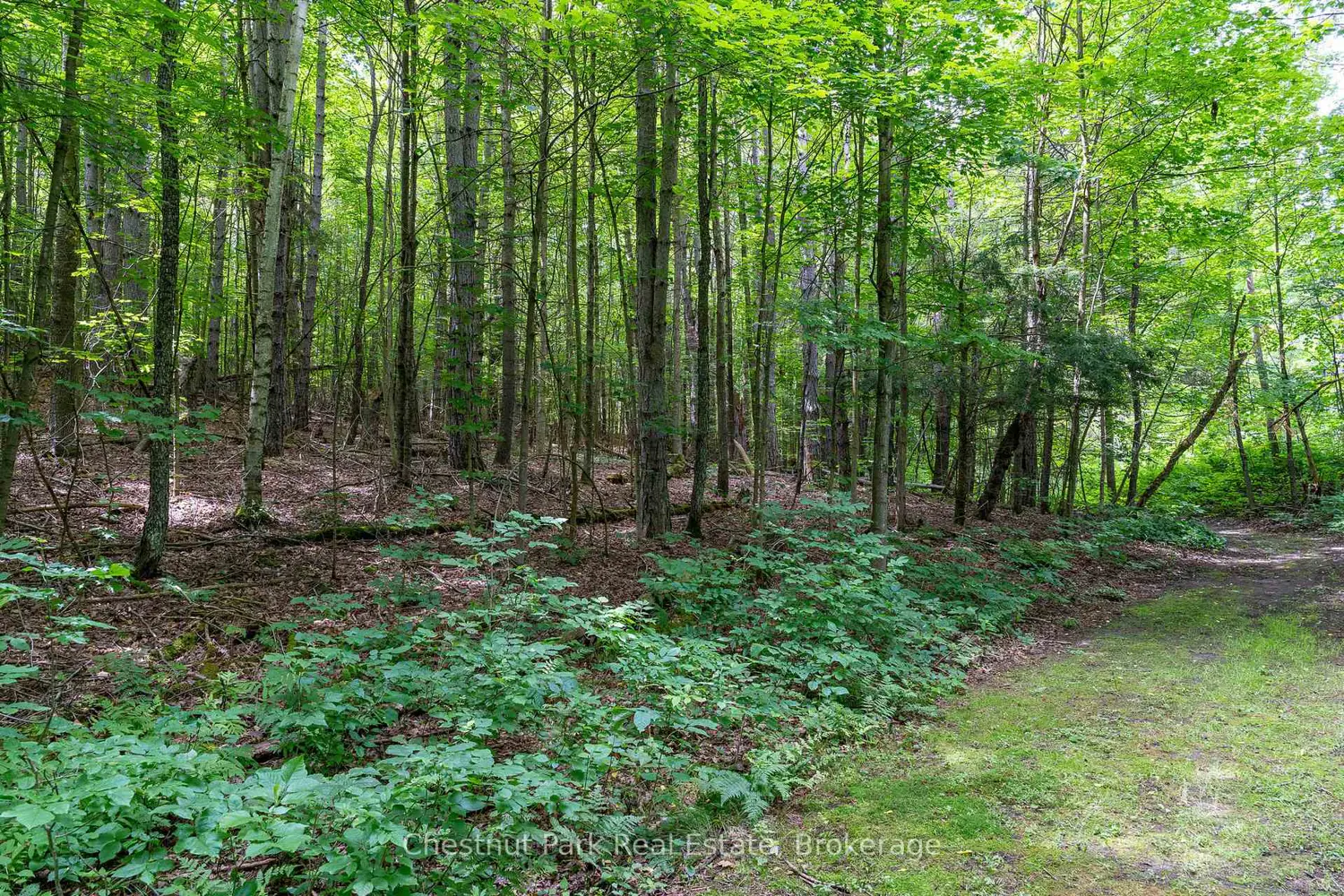 838151 4Th Line photo 5
