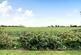 Hadlow Road East, Tonbridge, Kent photo 5