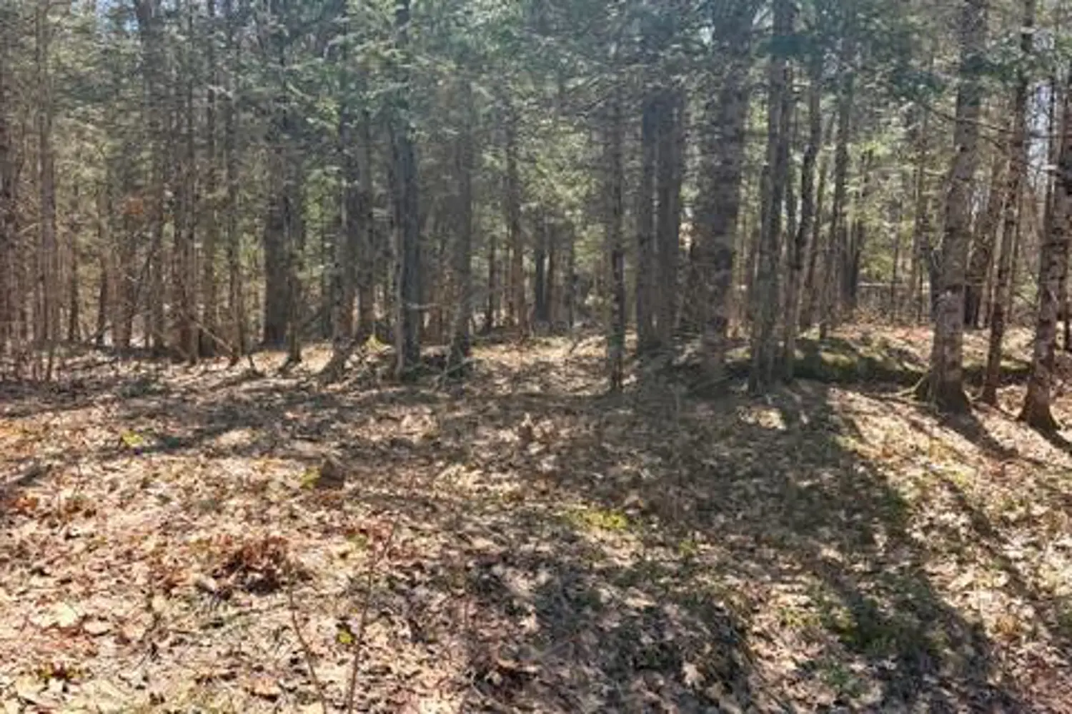 1464 Buckslide Road photo 4