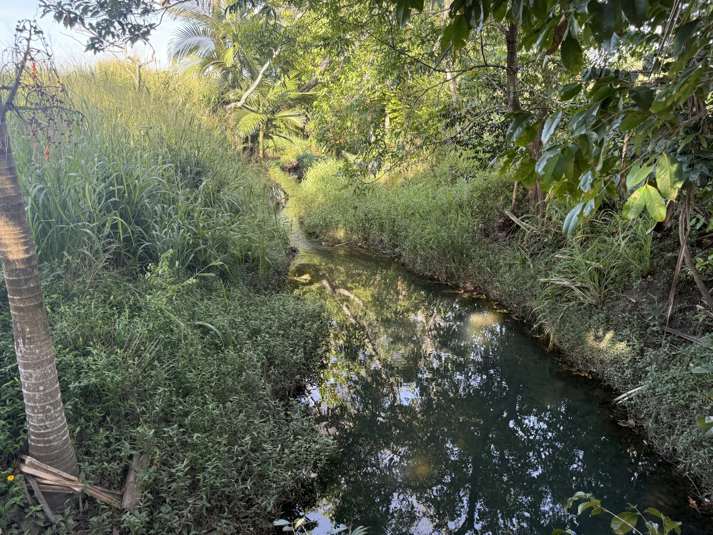 Silkwood QLD 4856 photo 2