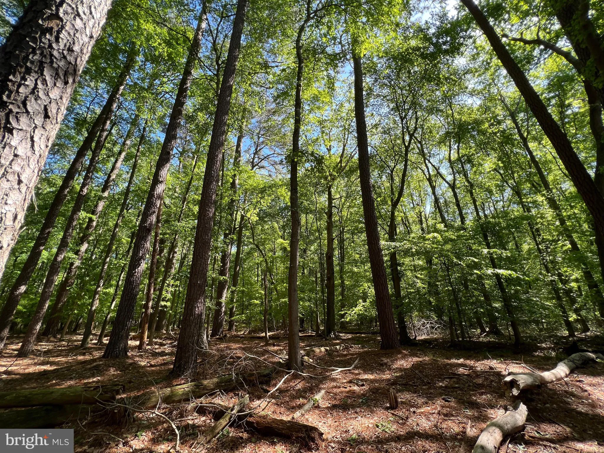 Additional image 31 of Parcel 40 Revells Neck Road, Westover, MD 21871