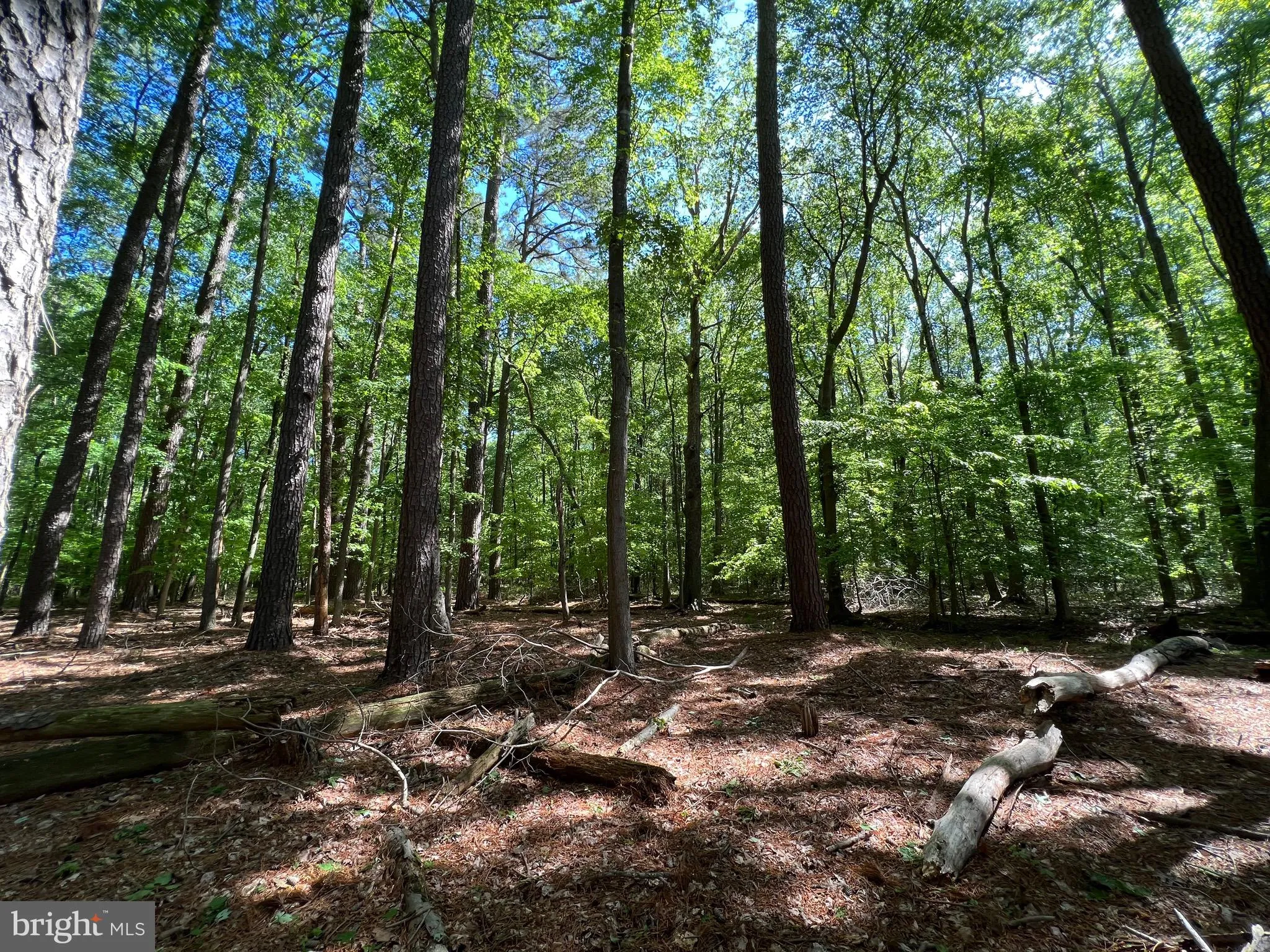 Additional image 33 of Parcel 40 Revells Neck Road, Westover, MD 21871