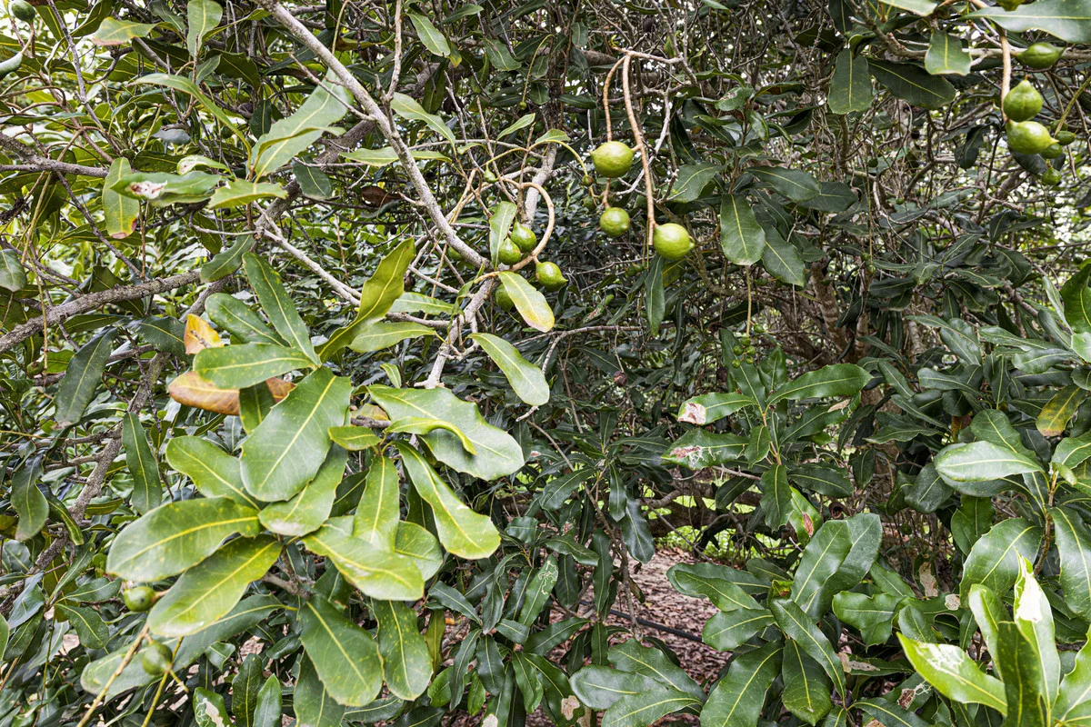 Additional image 9 of Meadowvale QLD 4670