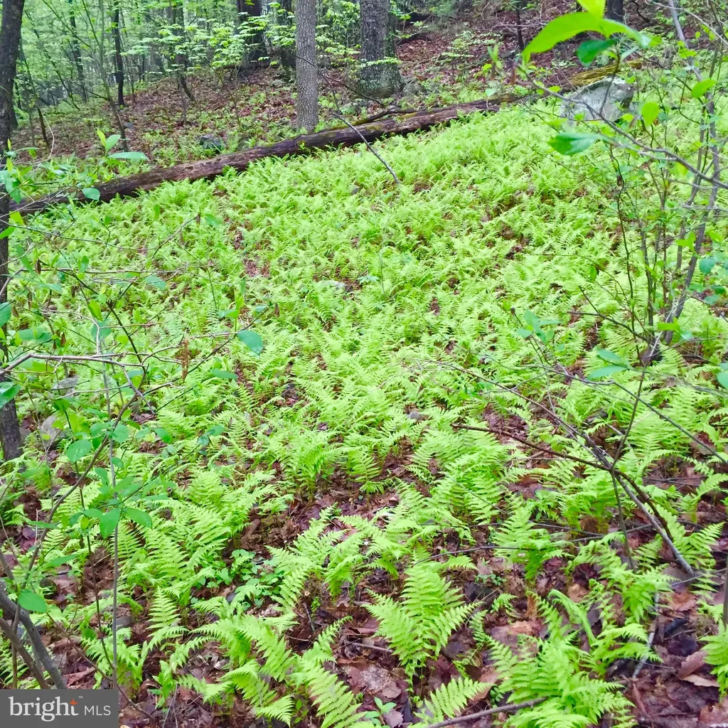 Padua Lane, Sperryville, VA 22740